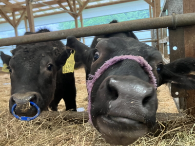 🐮畜産業界へも進出！！風来望で換気デキるんです！